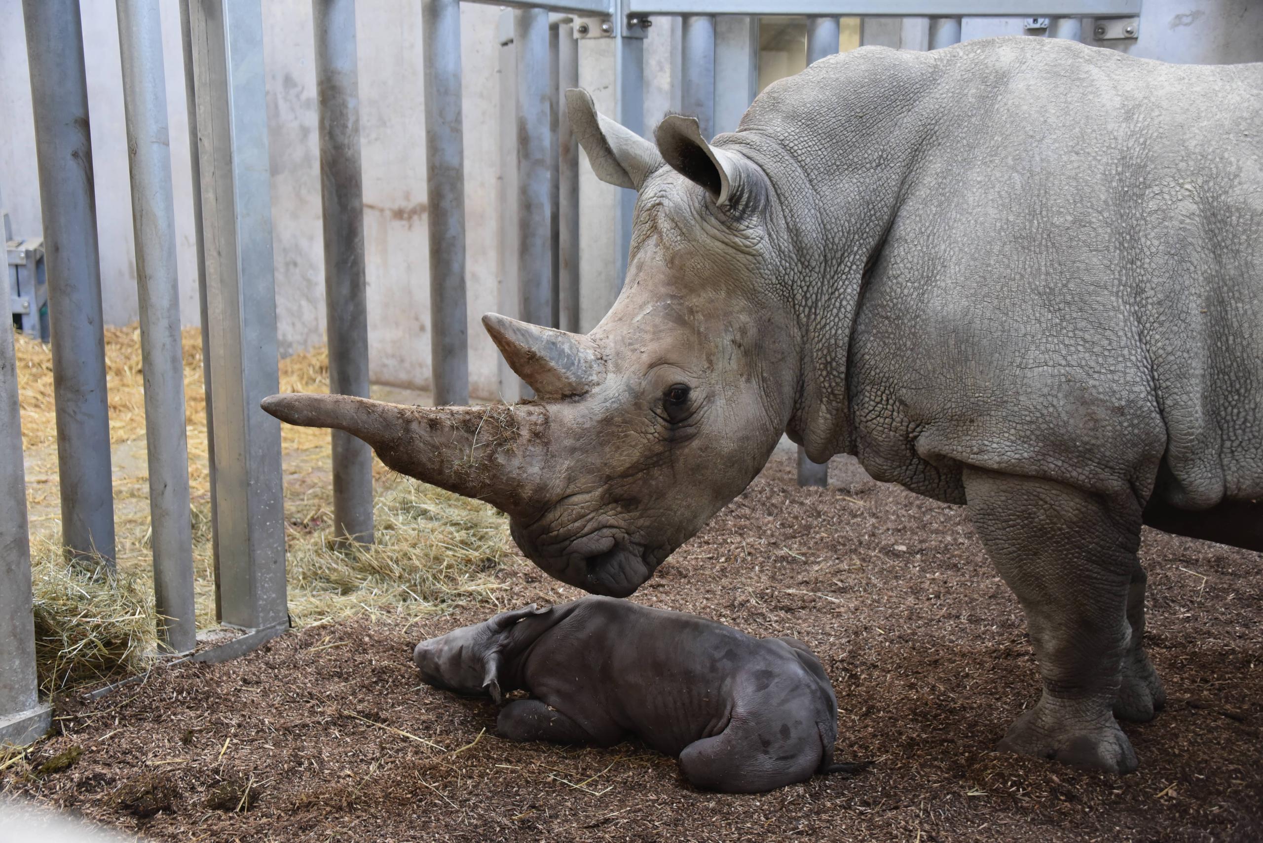 Mother and baby Rhino