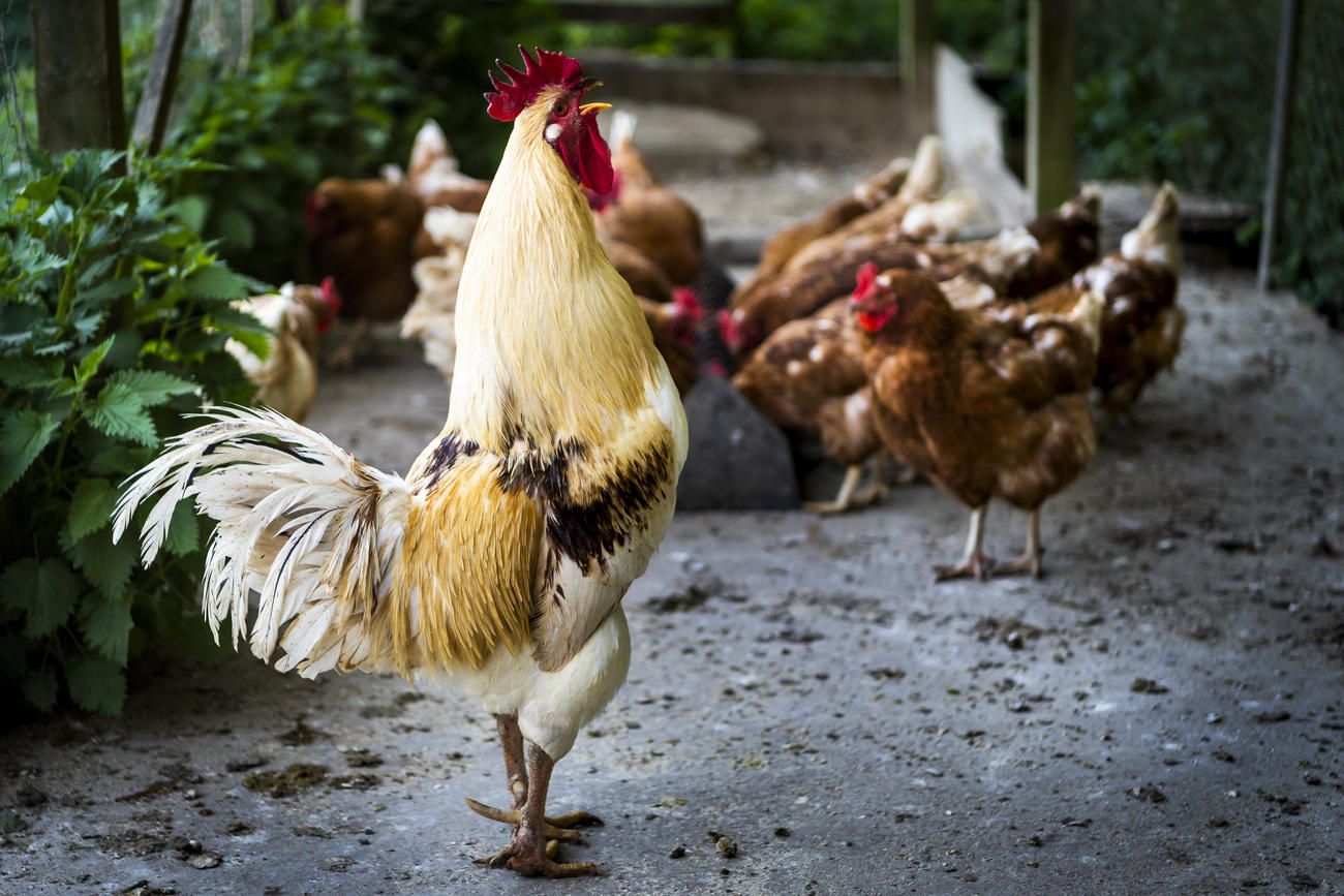 Le coq chante