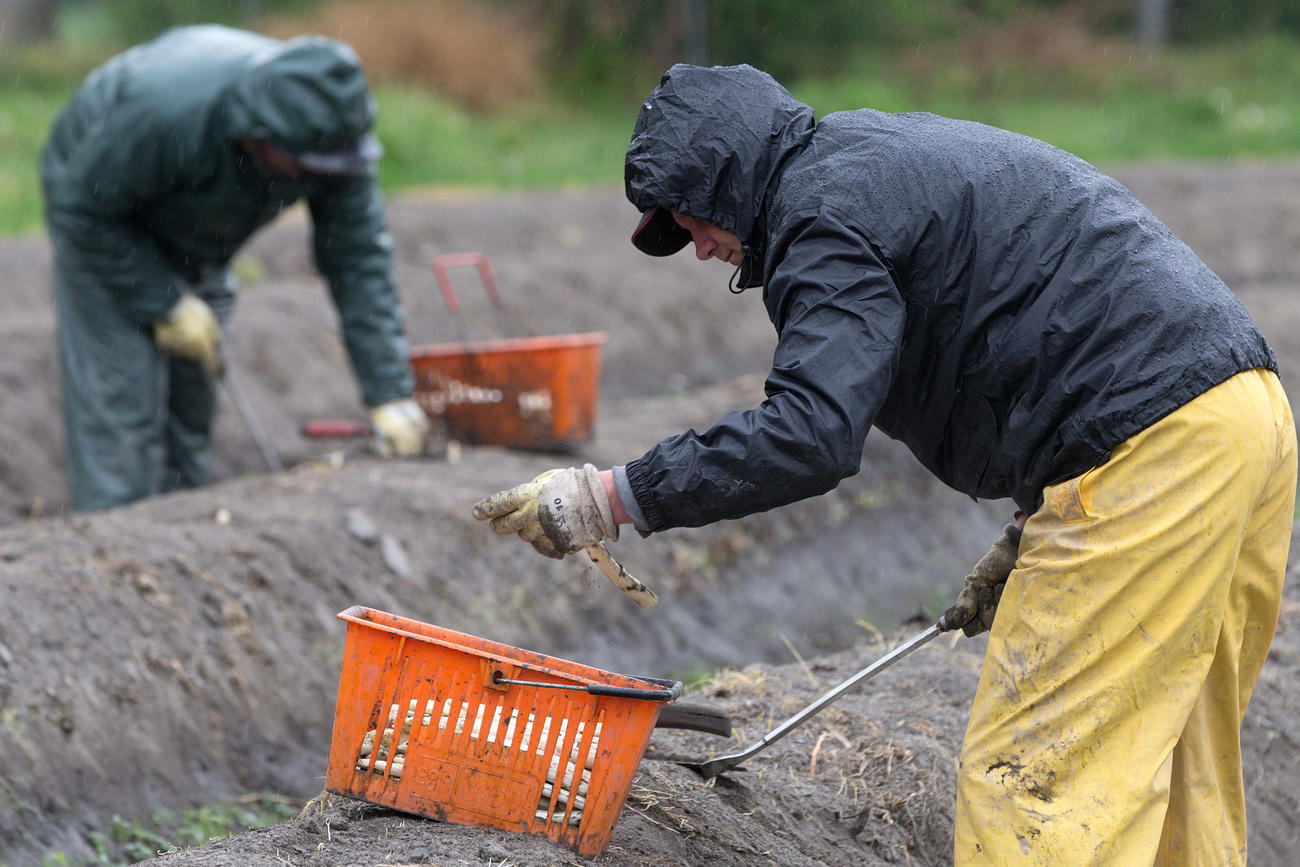 migrant workers in field