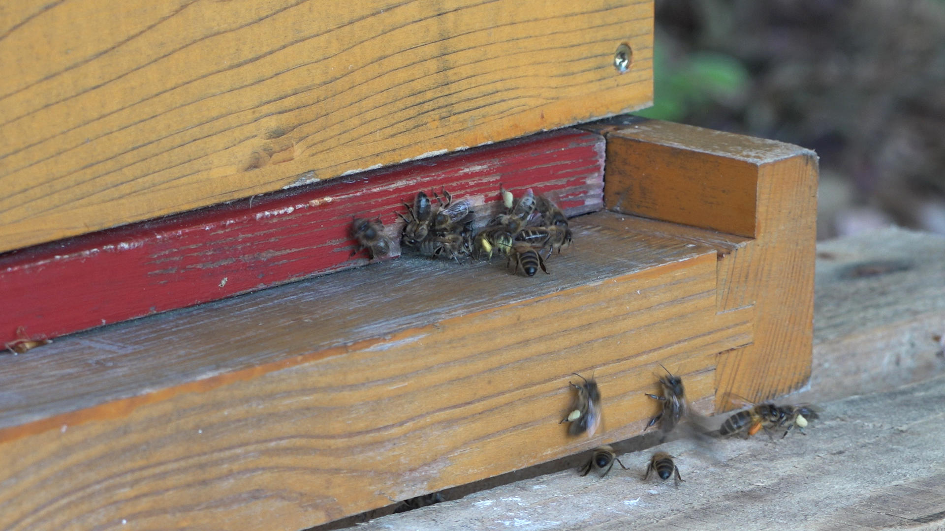 bees near opening of hive