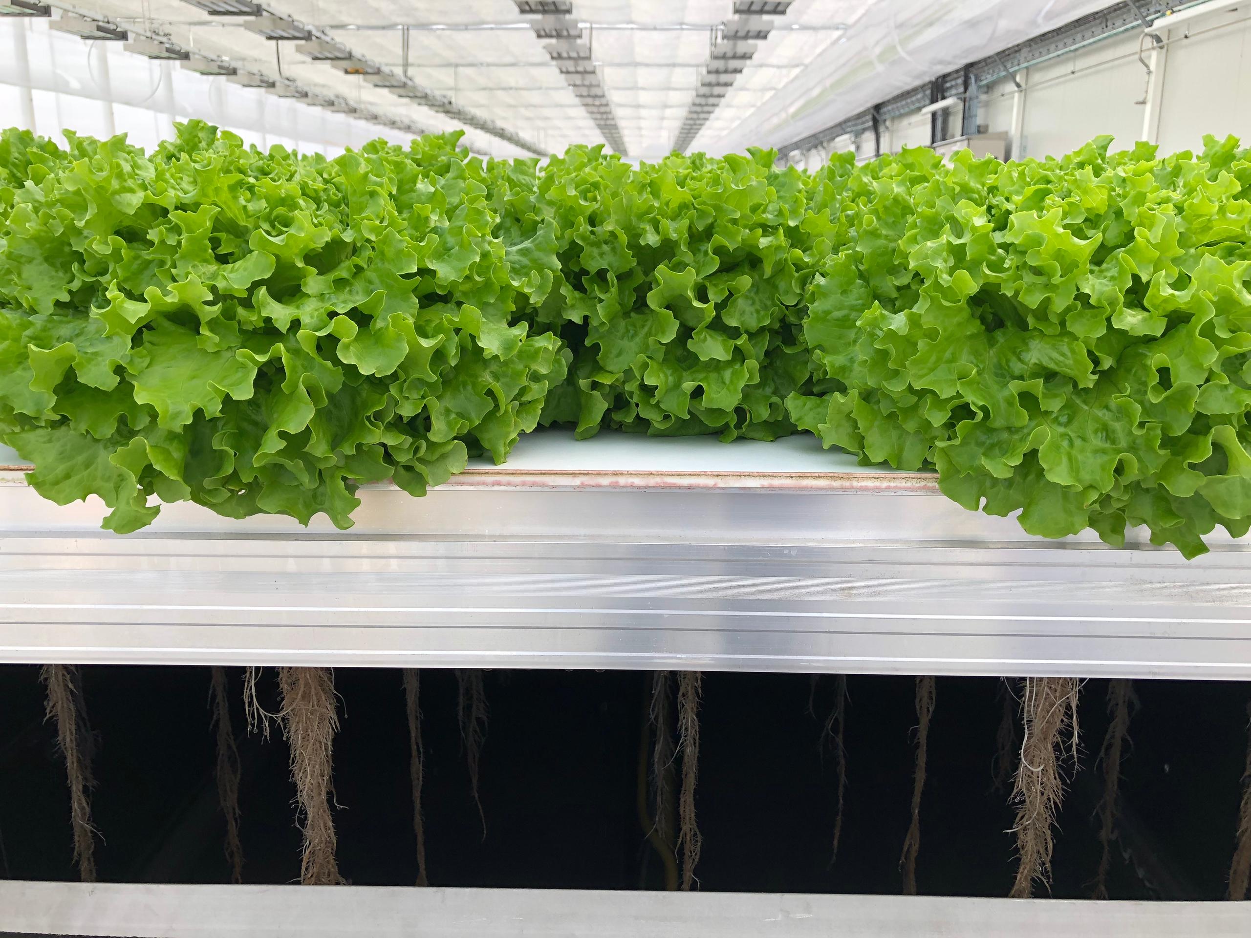 lettuce growing