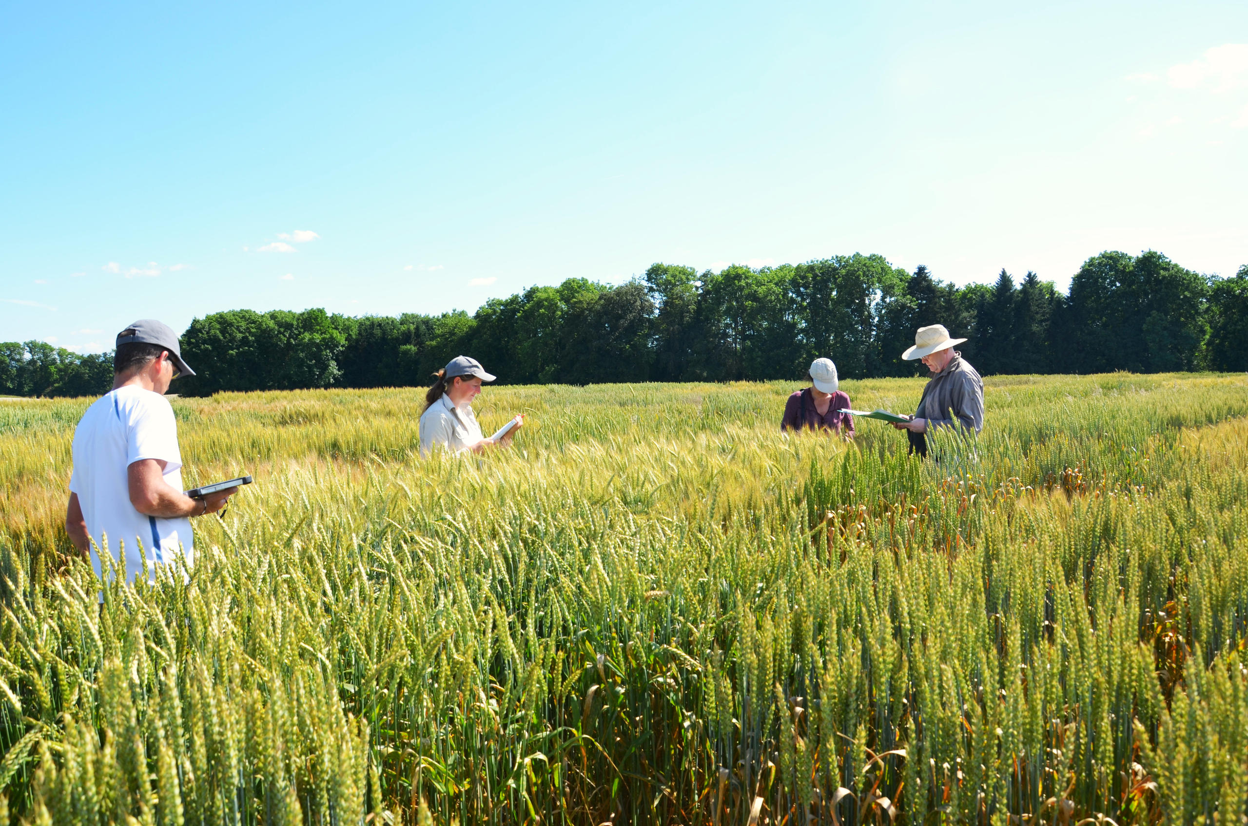 wheat field
