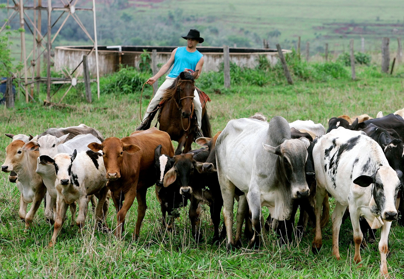 Vaquero con rebaño de vacas