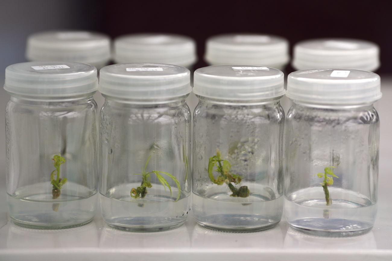 cannabis in jars