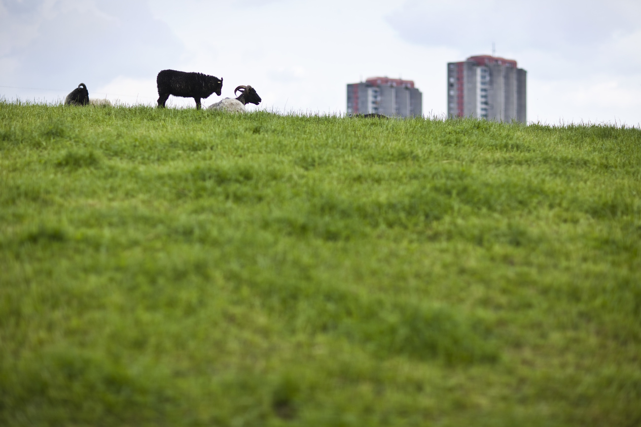 Schafe auf einer Wiese vor Hochhaus