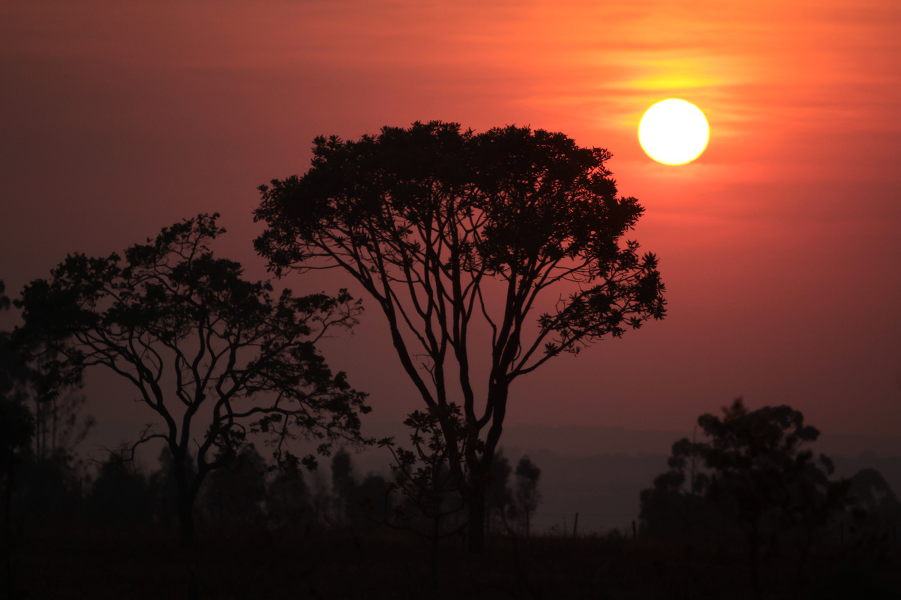 Cerrado