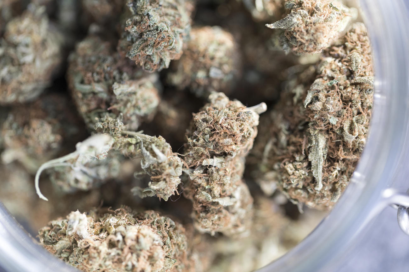 cannabis