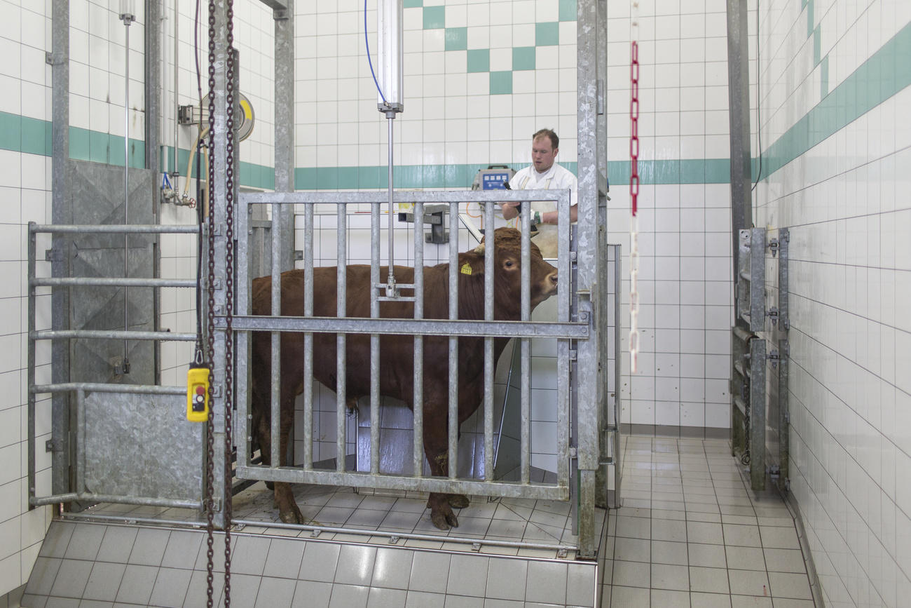 Calf ready for slaughter
