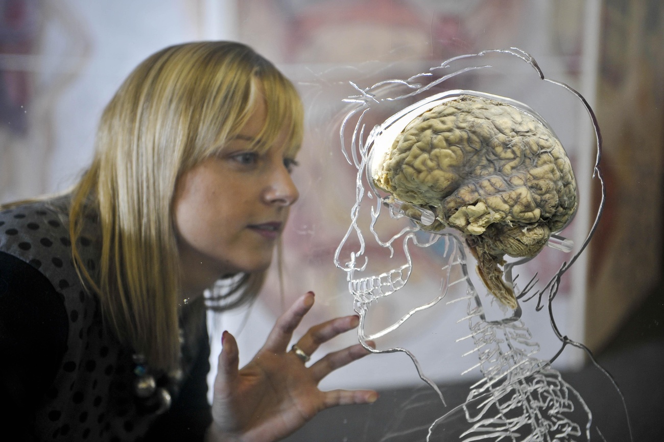 Woman looks at brain exhibit