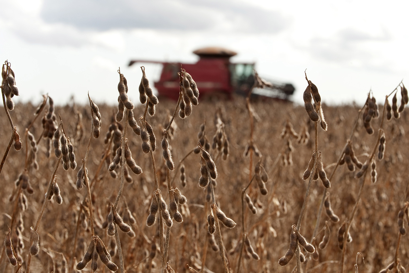 soy field