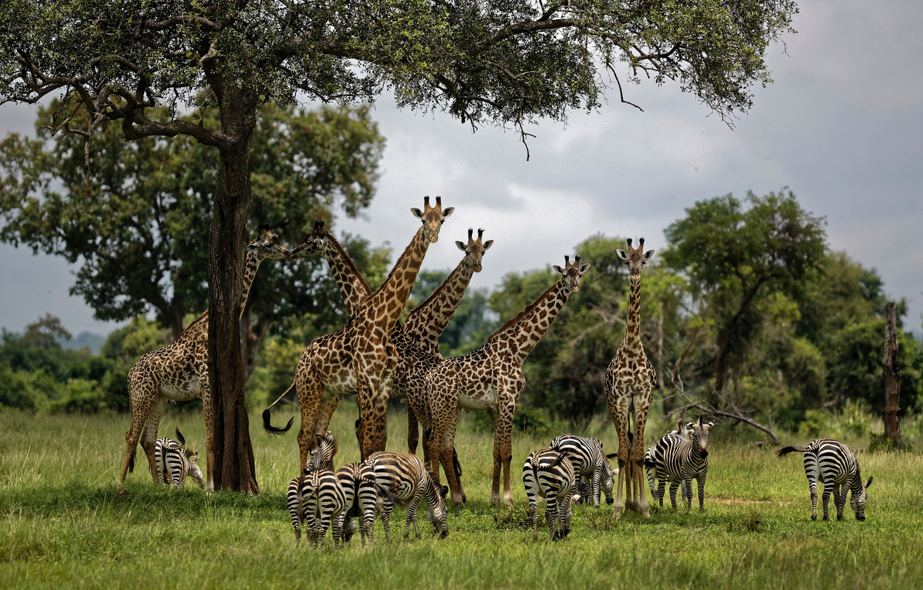 giraffes