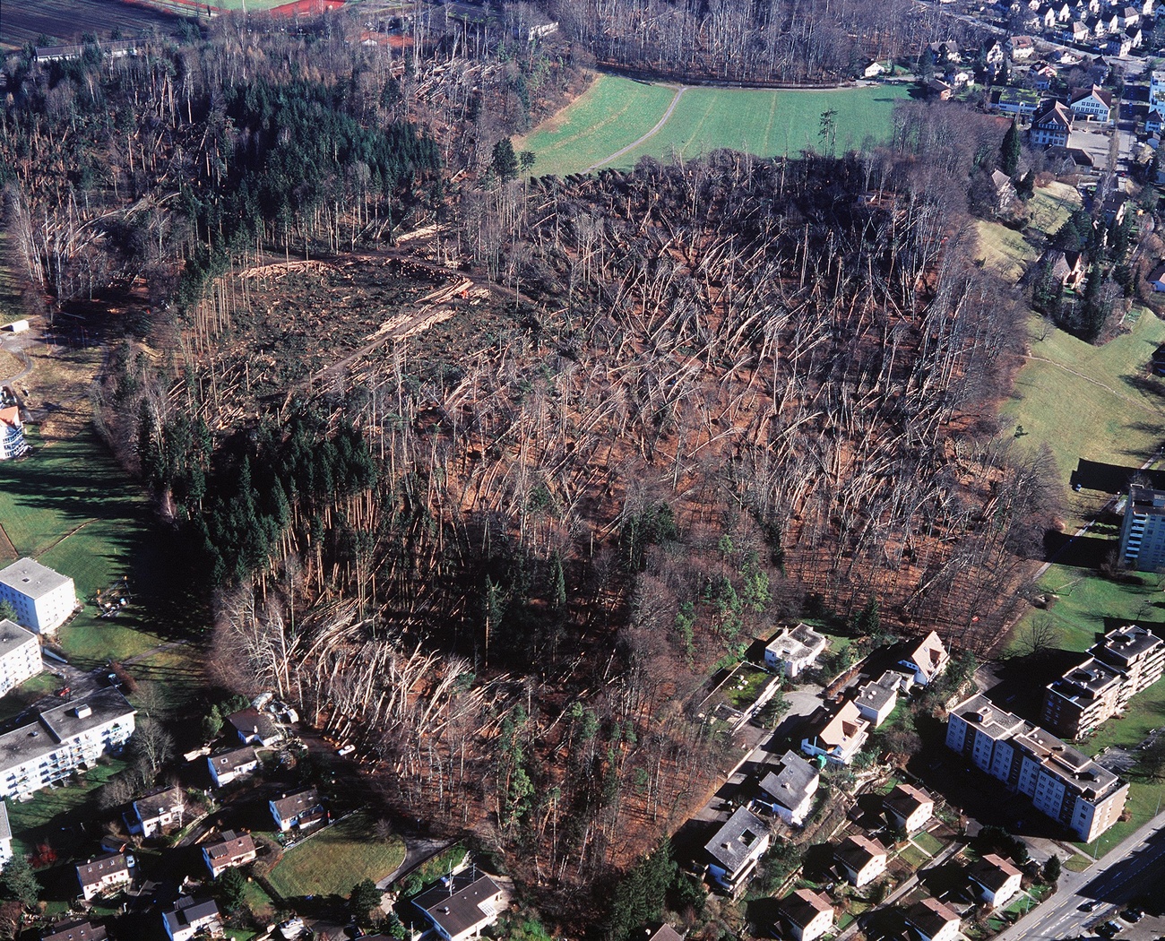 Forêt dévastée