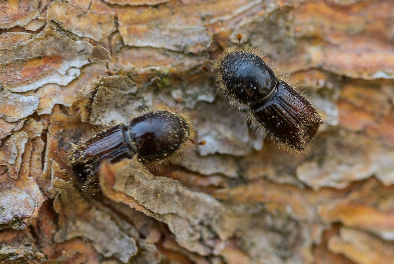 Immagine macro di due insetti fotografati sulla corteccia di un albero