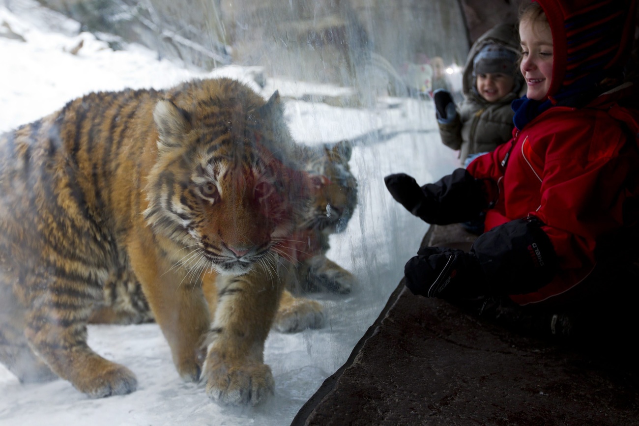 tiger