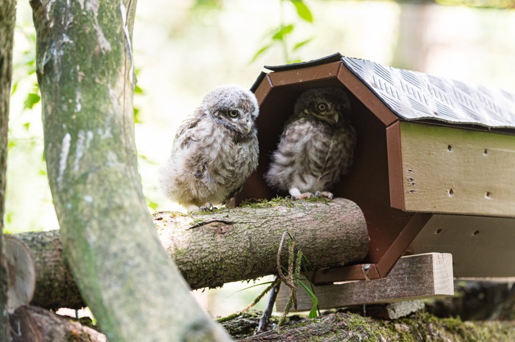 Two baby owls