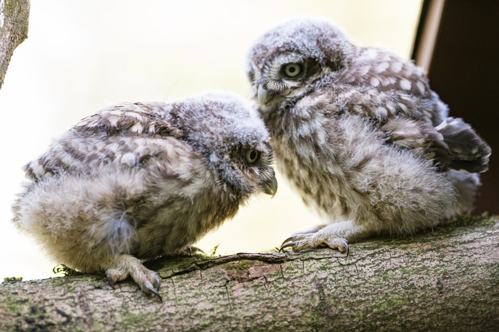 フクロウの赤ちゃん