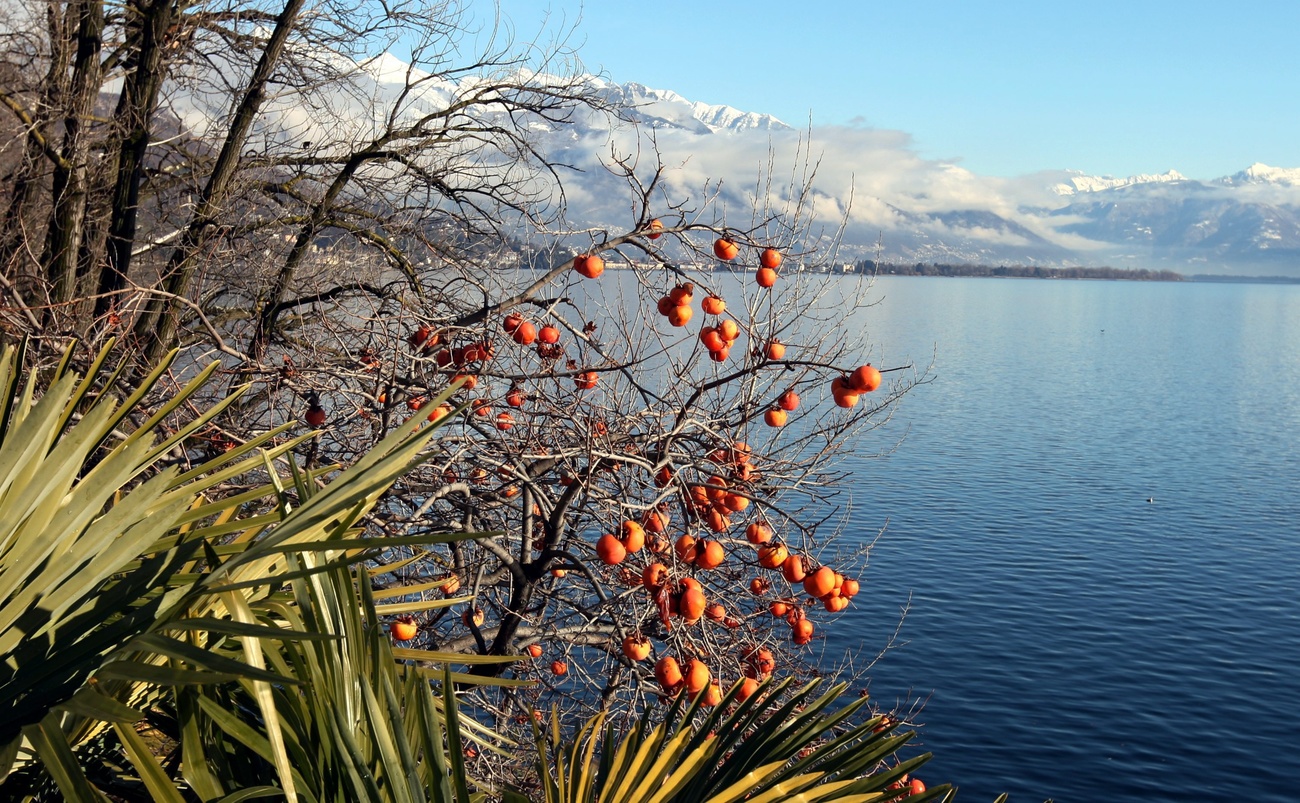 Palma in riva al lago