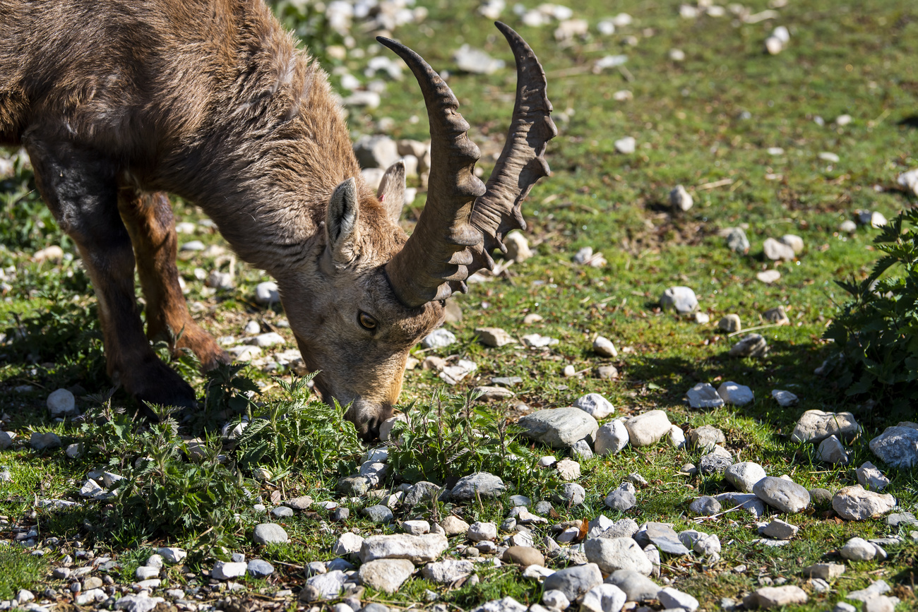 Les cornes de bouquetin sont très prisées de certains collectionneurs de trophées de chasse.