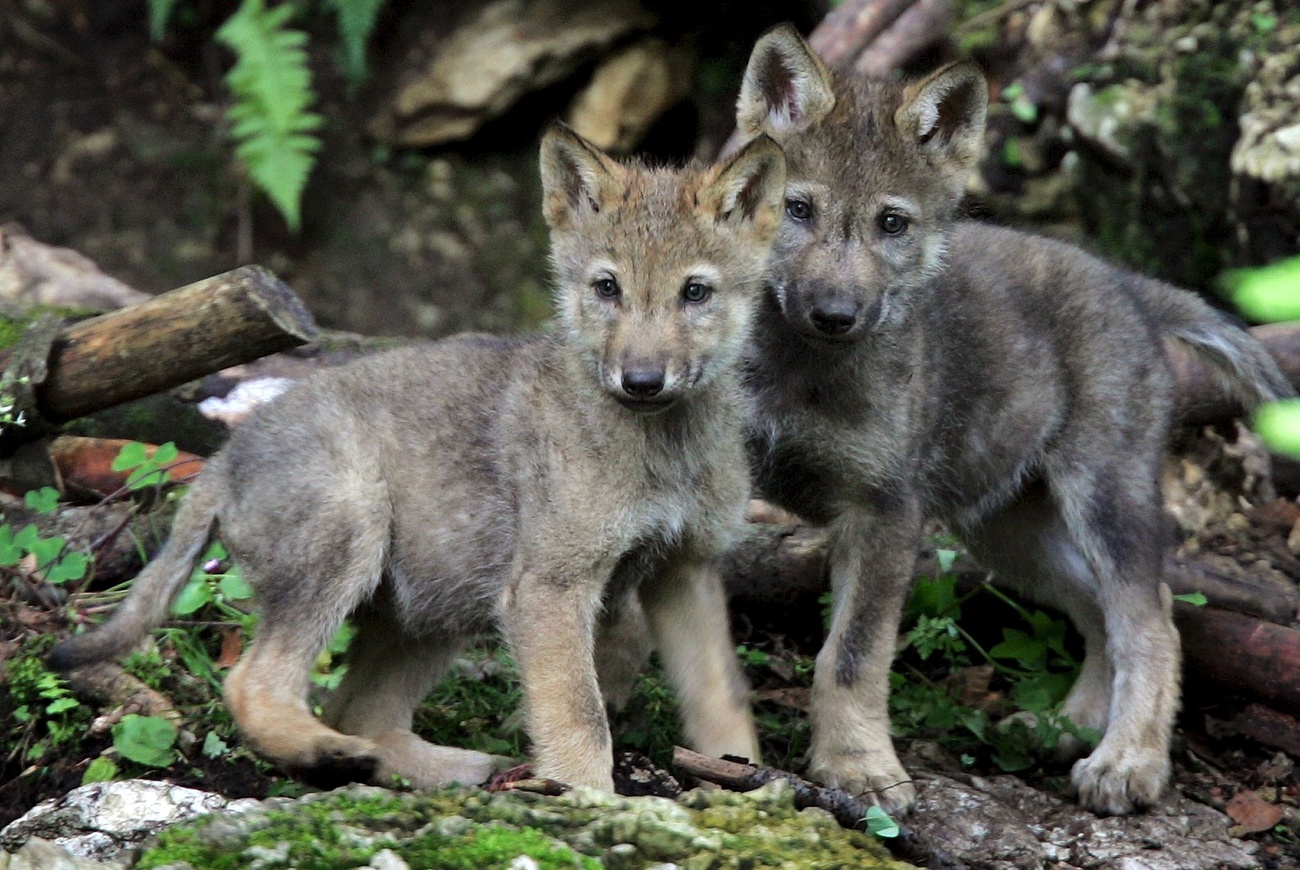 Wolf pups