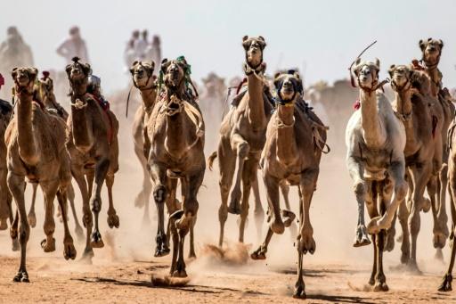 سباقات الهجن تعود إلى سيناء بعد توقف أشهر بسبب كوفيد-19 - SWI swissinfo.ch