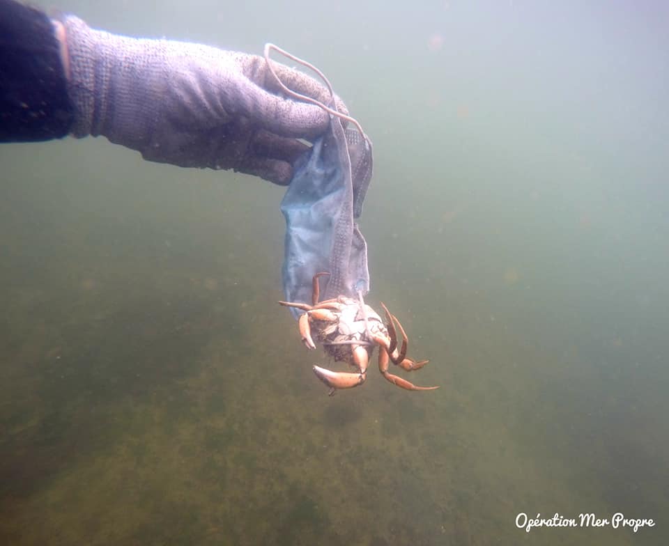 crabe pris dans un masque