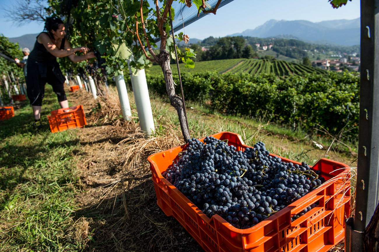 Cassetta di uva sotto filare di vigneto; si intravvede ampio vigneto oltre in ambiente collinare