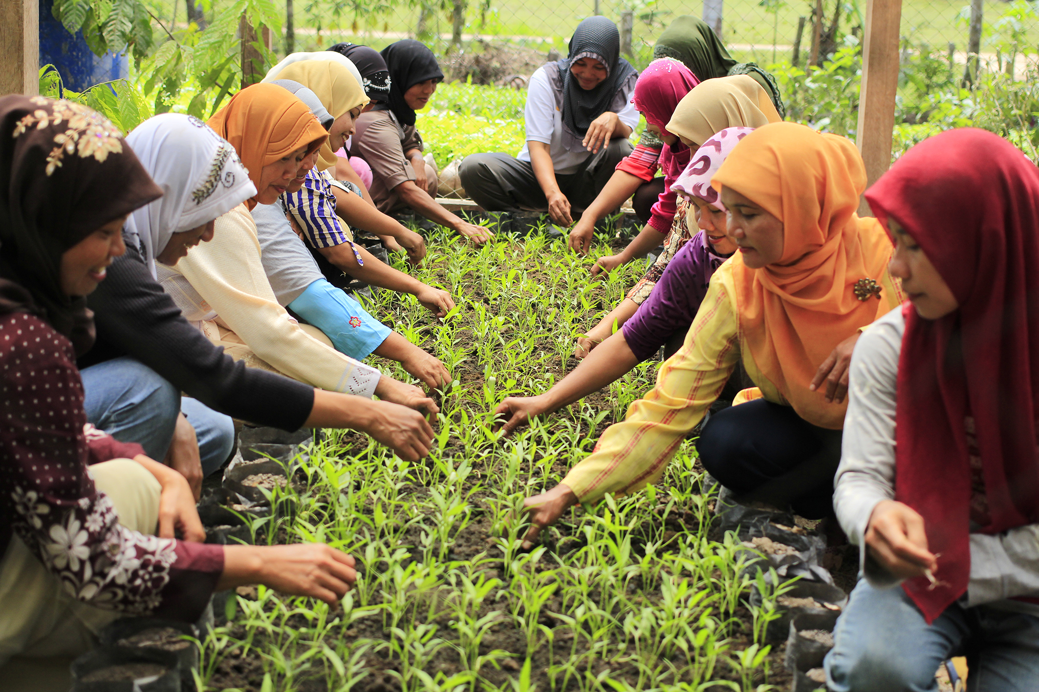 印度尼西亚的农村妇女正在学习如何更好地育苗