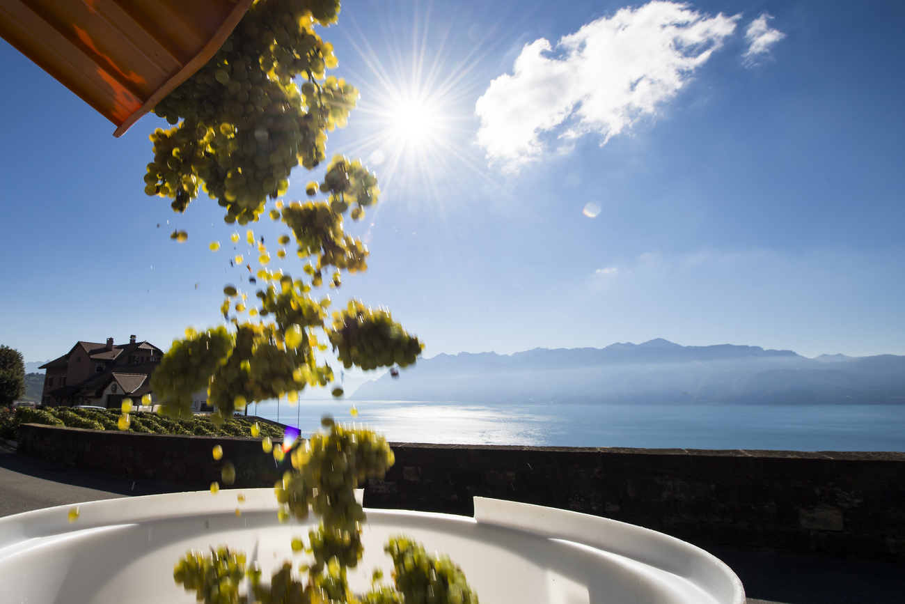 Vendange à Lavaux