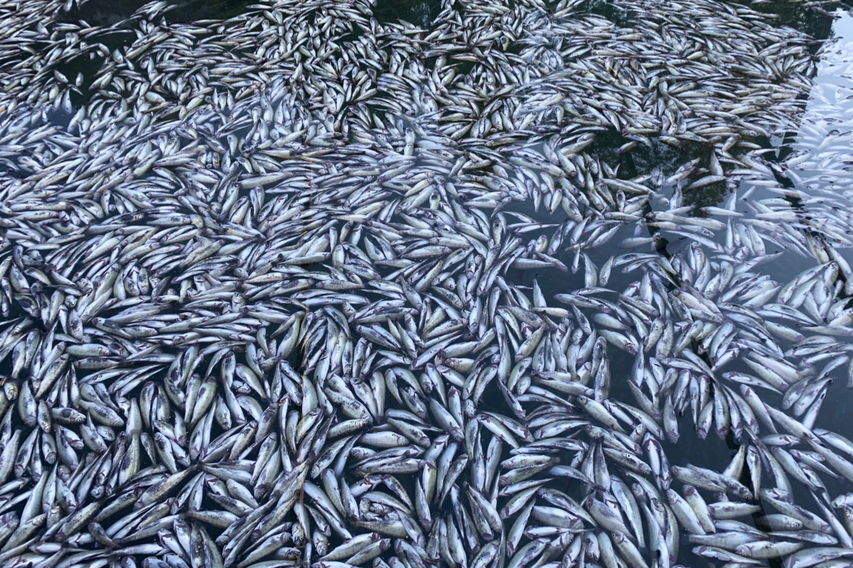 ブラウゼーで死んだ大量のマス
