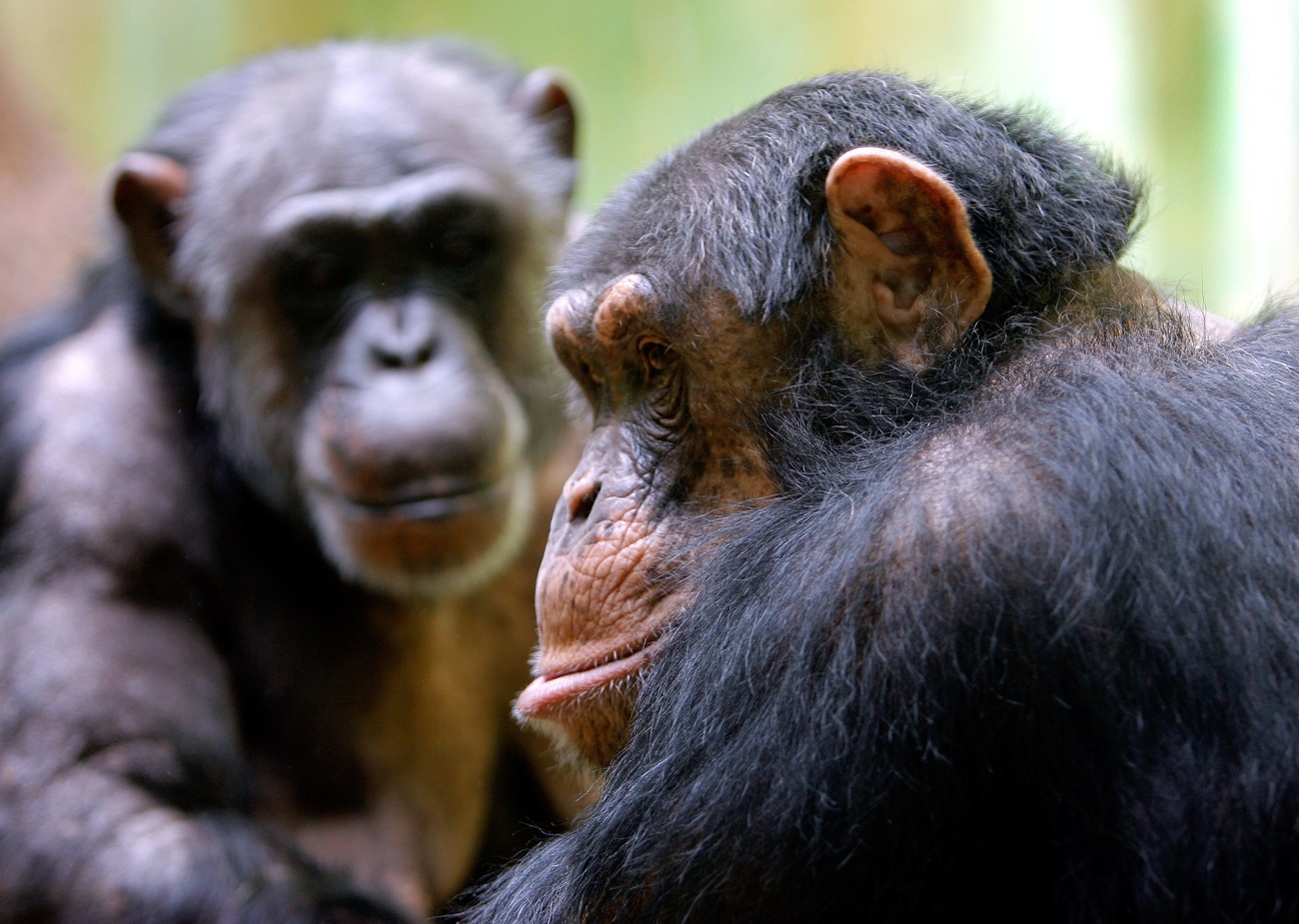 Two chimpanzees