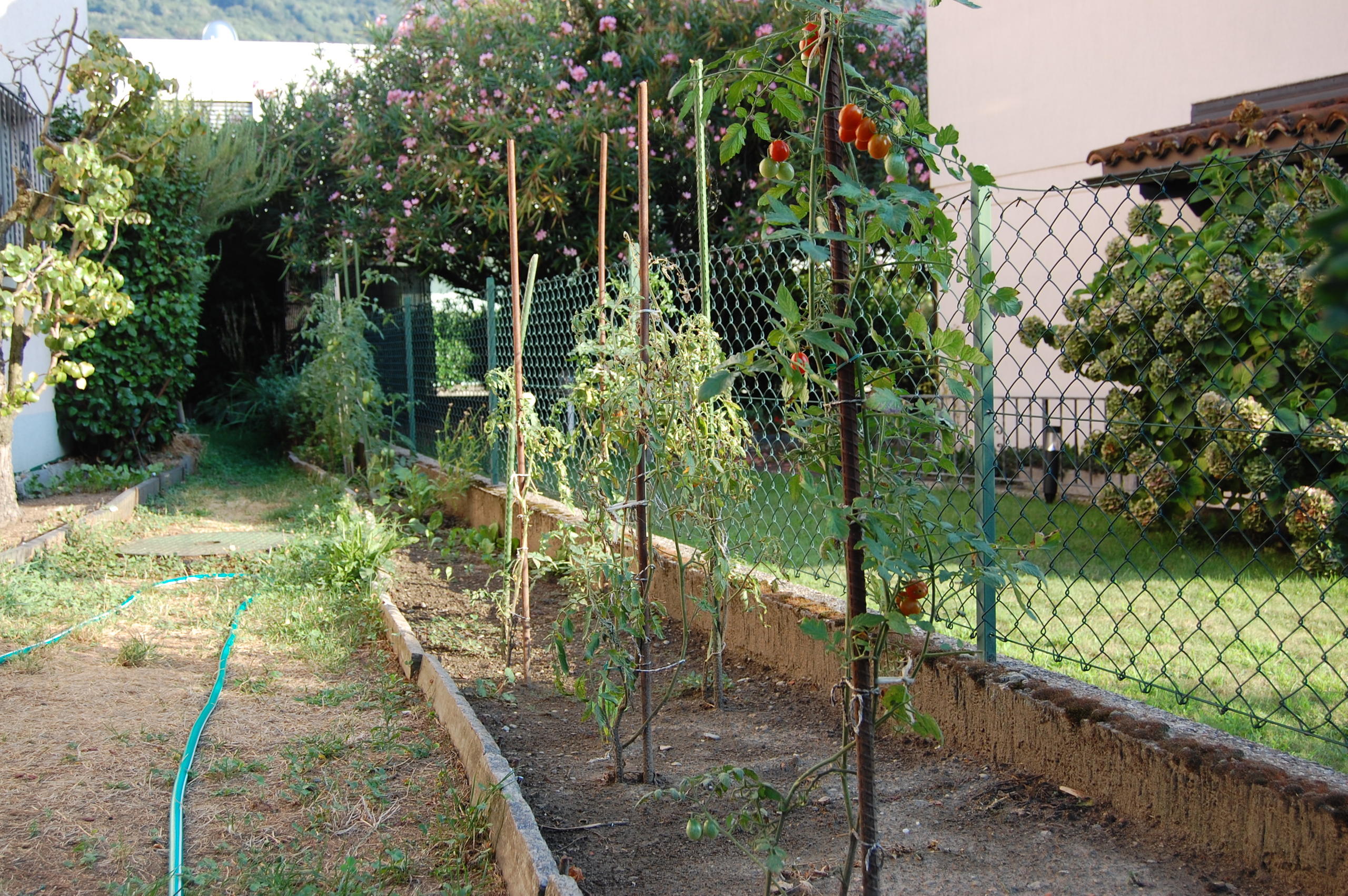 Un aiuola di un orto in cui si vedono pomodori maturi.