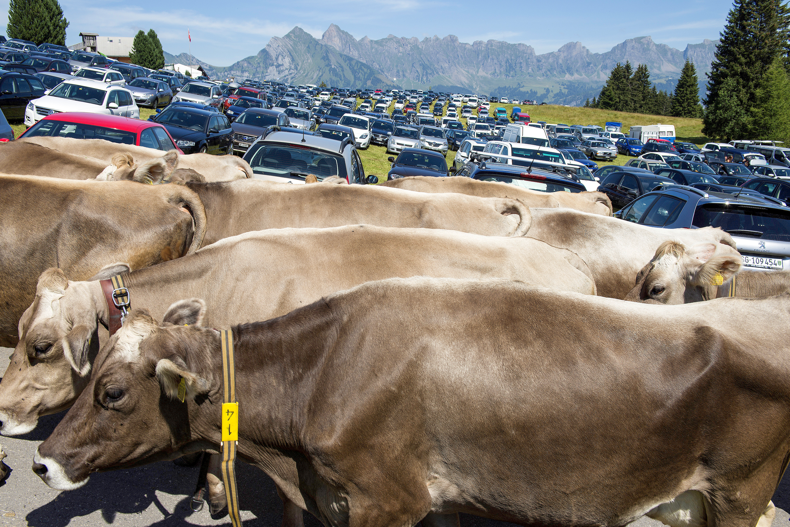 Cows, in the background cars