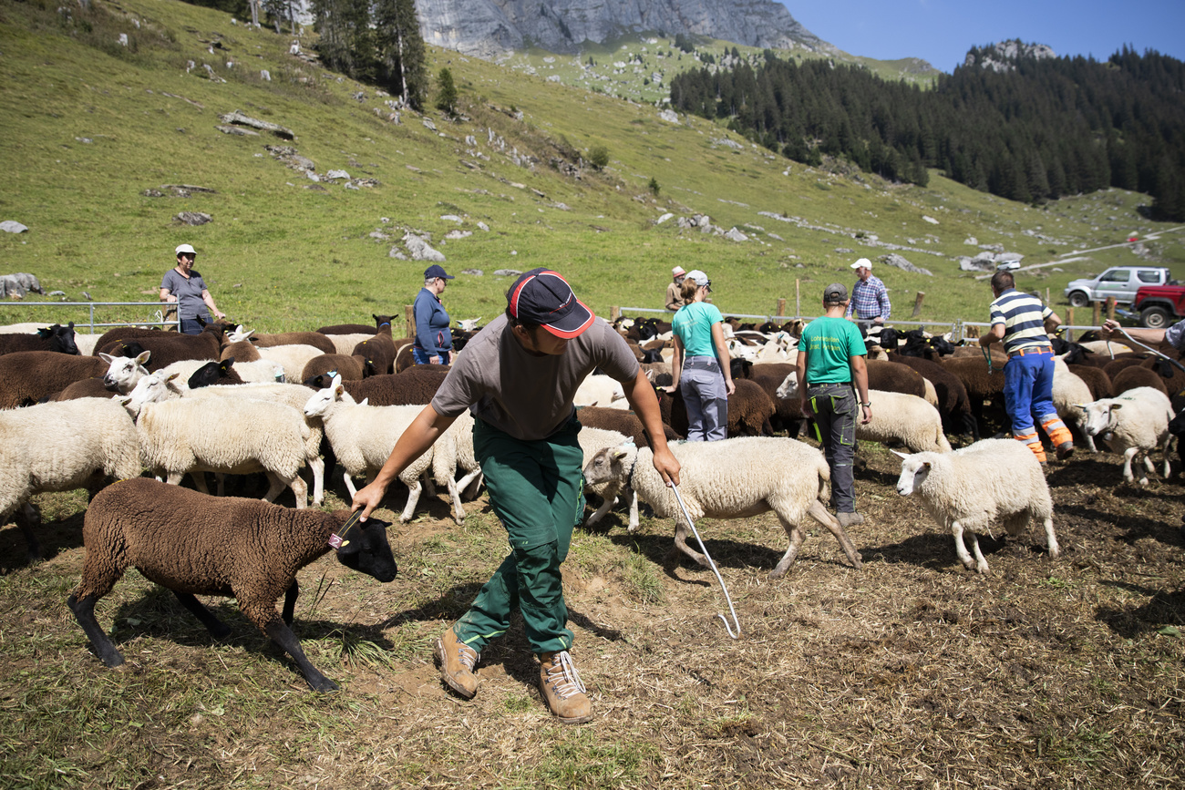 Shepherds with flock of sheep