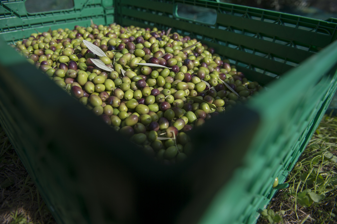 Primissimo piano di una cassetta verde con, all interno, olive verdi e nere