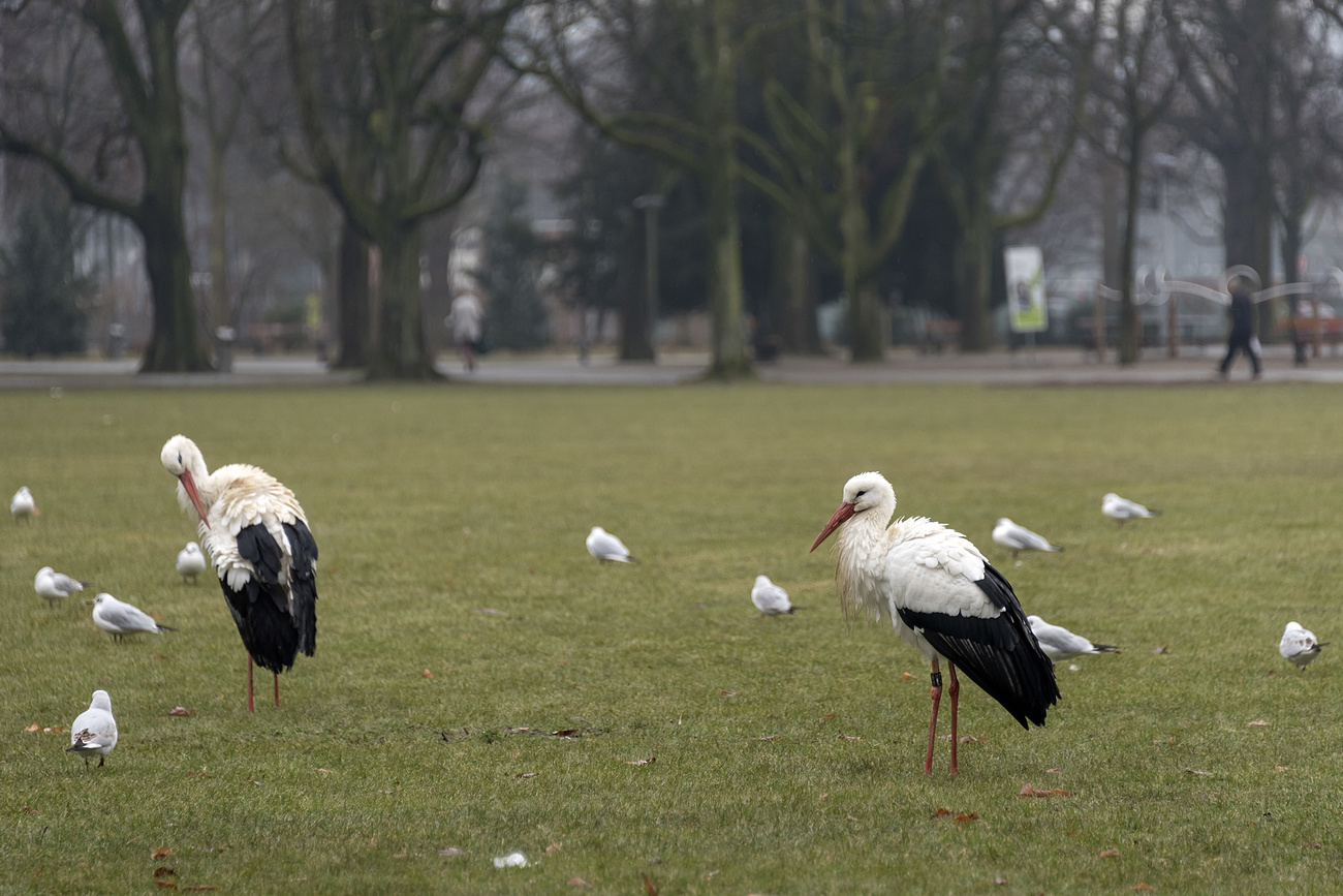 Storks in Basel