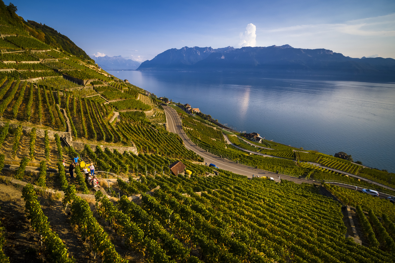 Paysage de vignes au-dessus d un lac