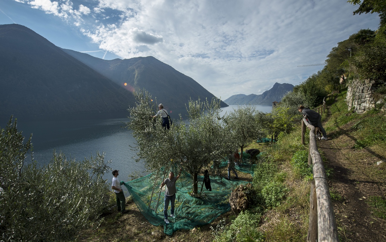 Uliveto alle pendici di una collina lungo un lago; raccoglitori all opera