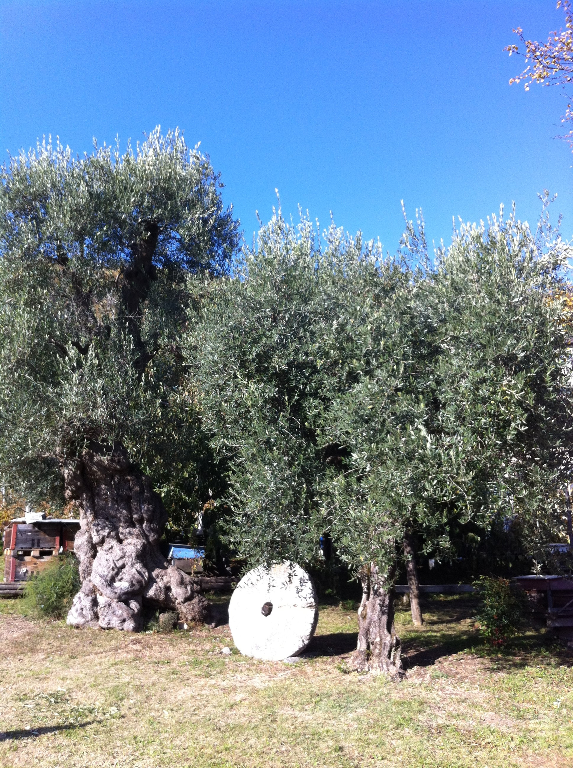 Due alberi di ulivo, di cui uno visibilmente antico, con accanto delle arnie e una mola; giornata soleggiata