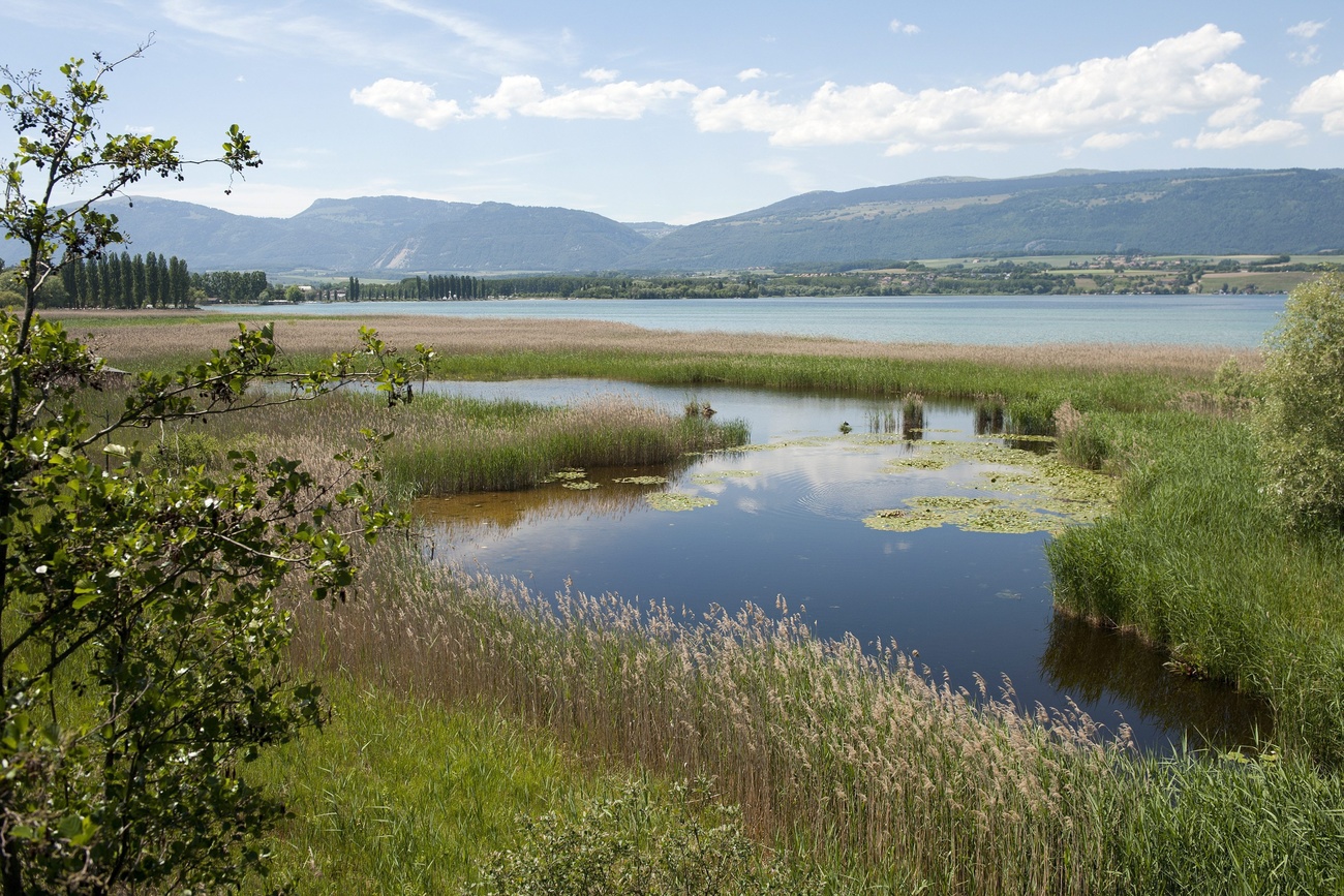 the Grande Cariçaie nature reserve.