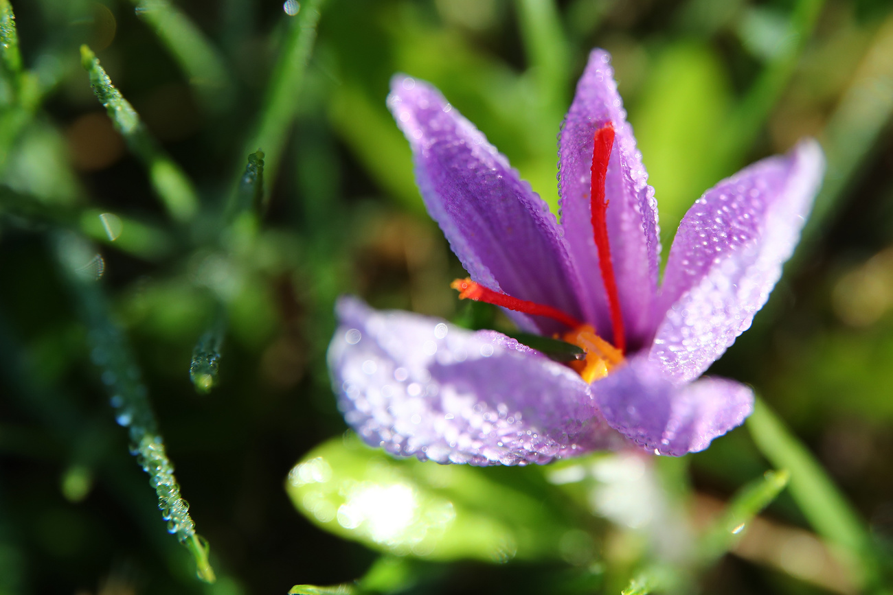 Il Cocus Sativus: dagli stigmi del fiore si ottiene lo zafferano.