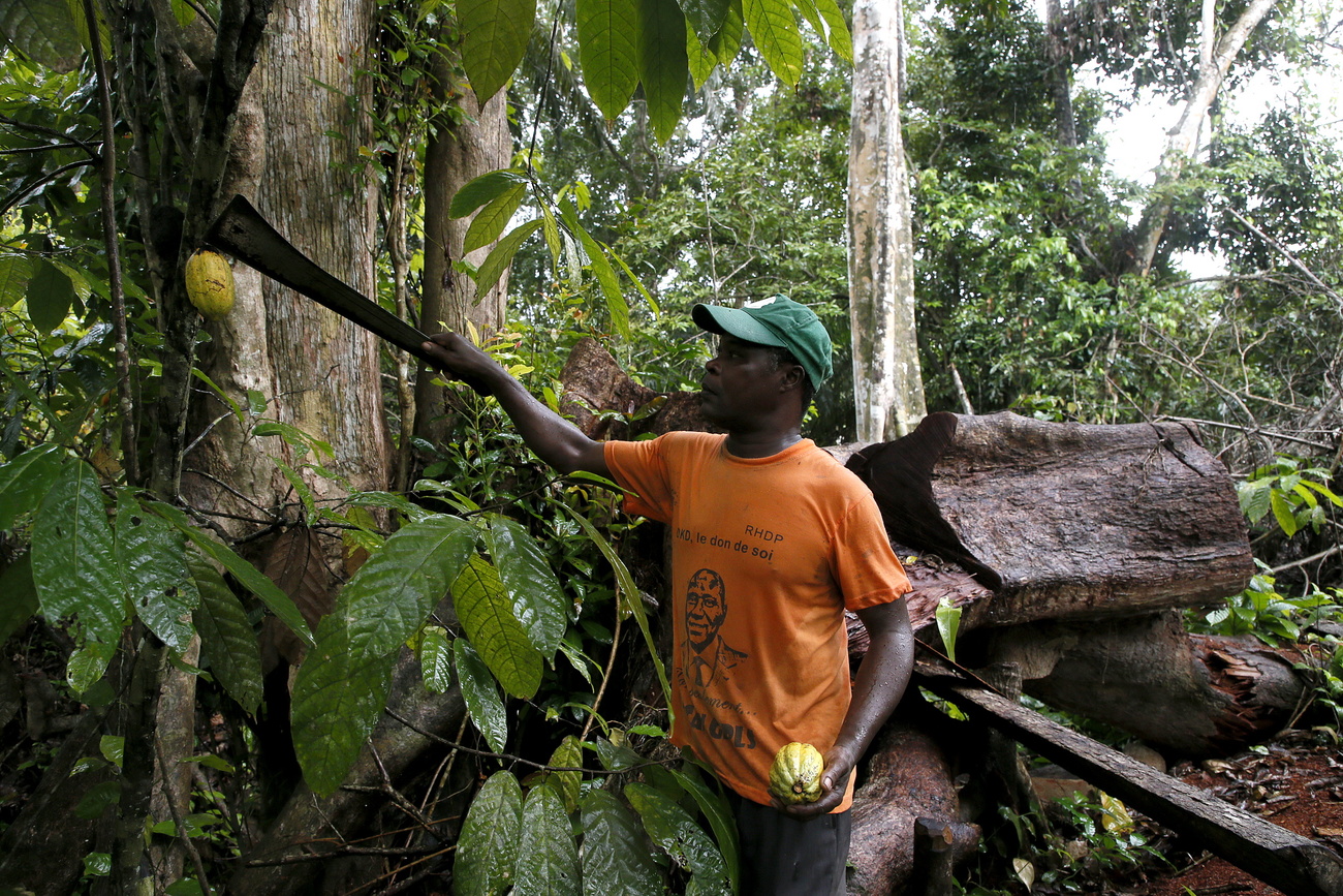 Cosecha de cacao