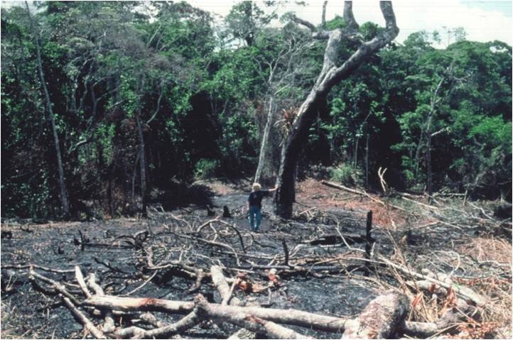 mujer en medio de un bosque quemado