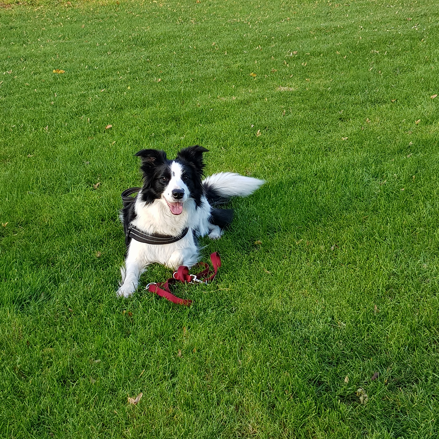 Border Collie Hündin Kiuma