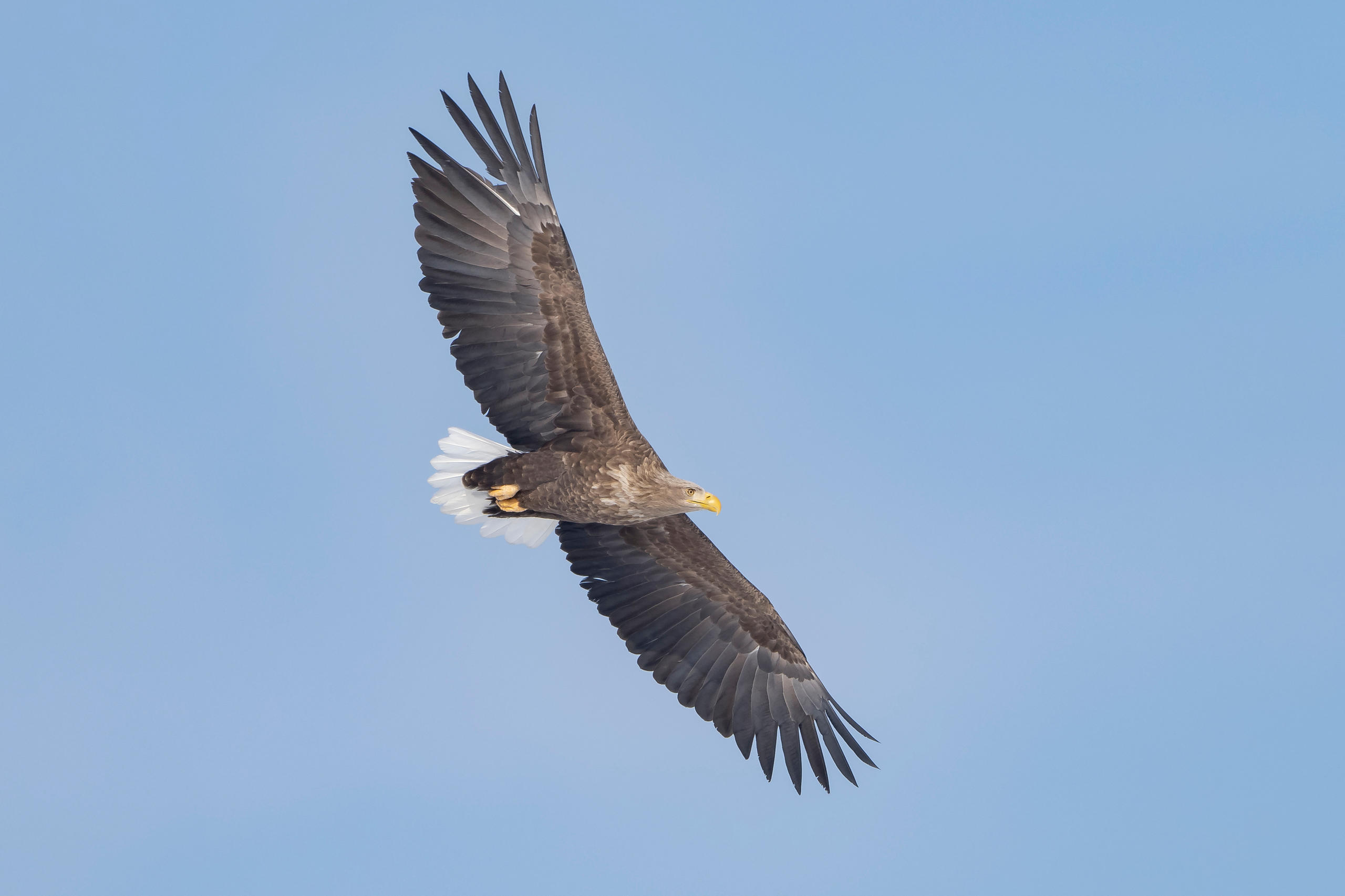 Aquila di mare in volo, attorno solo cielo