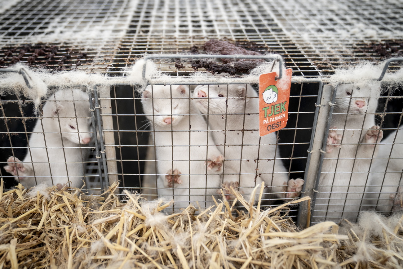 Alcuni visoni in gabbia in un allevamento di Naestved in Danimarca.