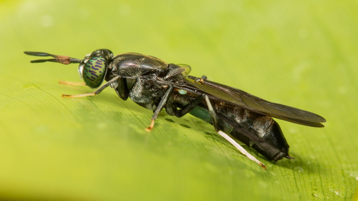 Musto Scarpe 12 Mosche Da Pesca A Secca Formica – In Schiuma Nera, Ami Mustad, Per Pesca A Mosca Formica Schiuma Nera - Foto 2