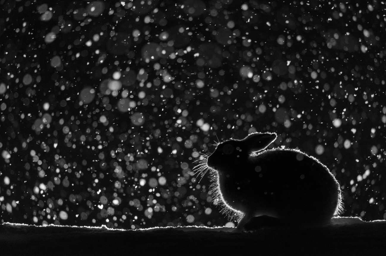 Snow scene with a rabbit back lit in the dark.