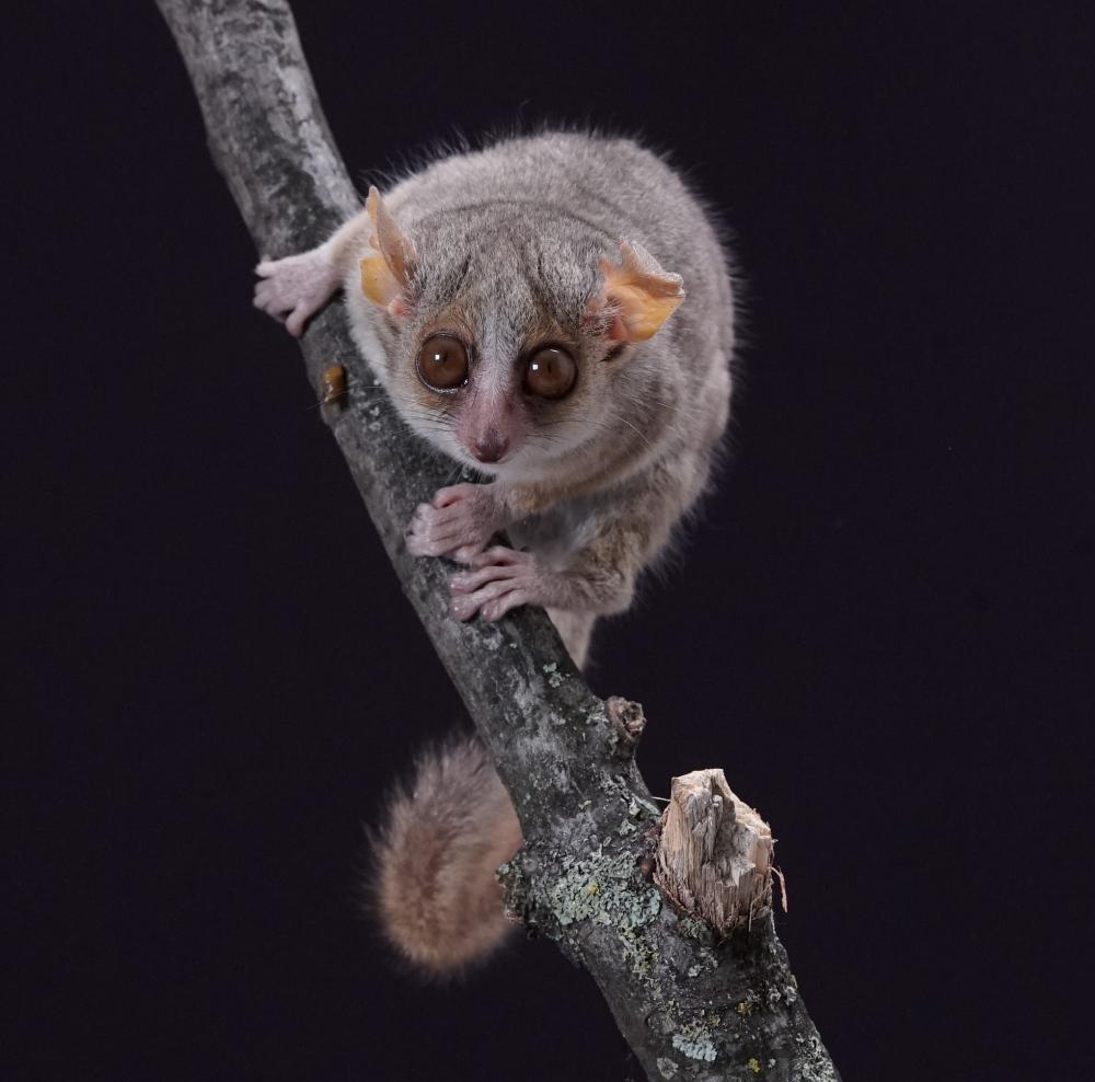 gray mouse lemur