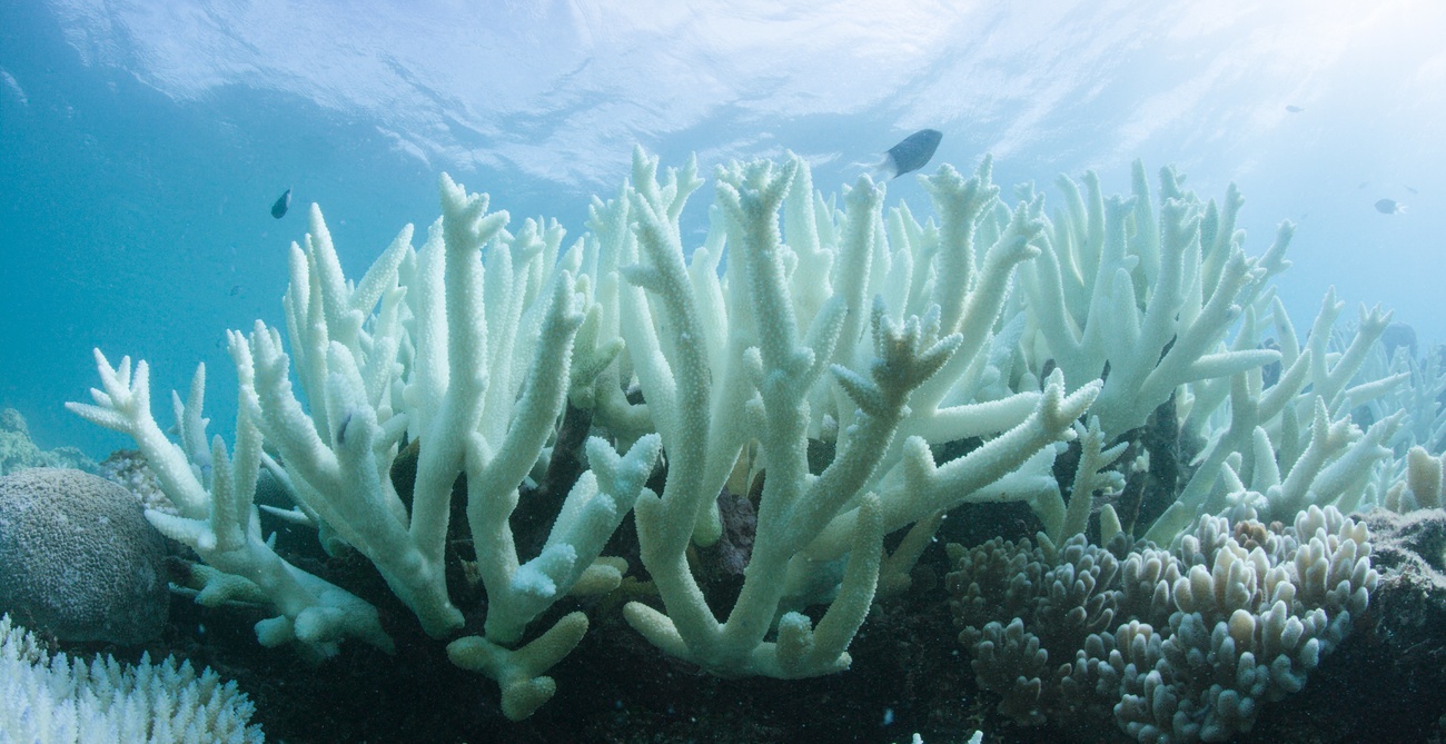 Un immagine marina di un corallo completamente sbiancato.