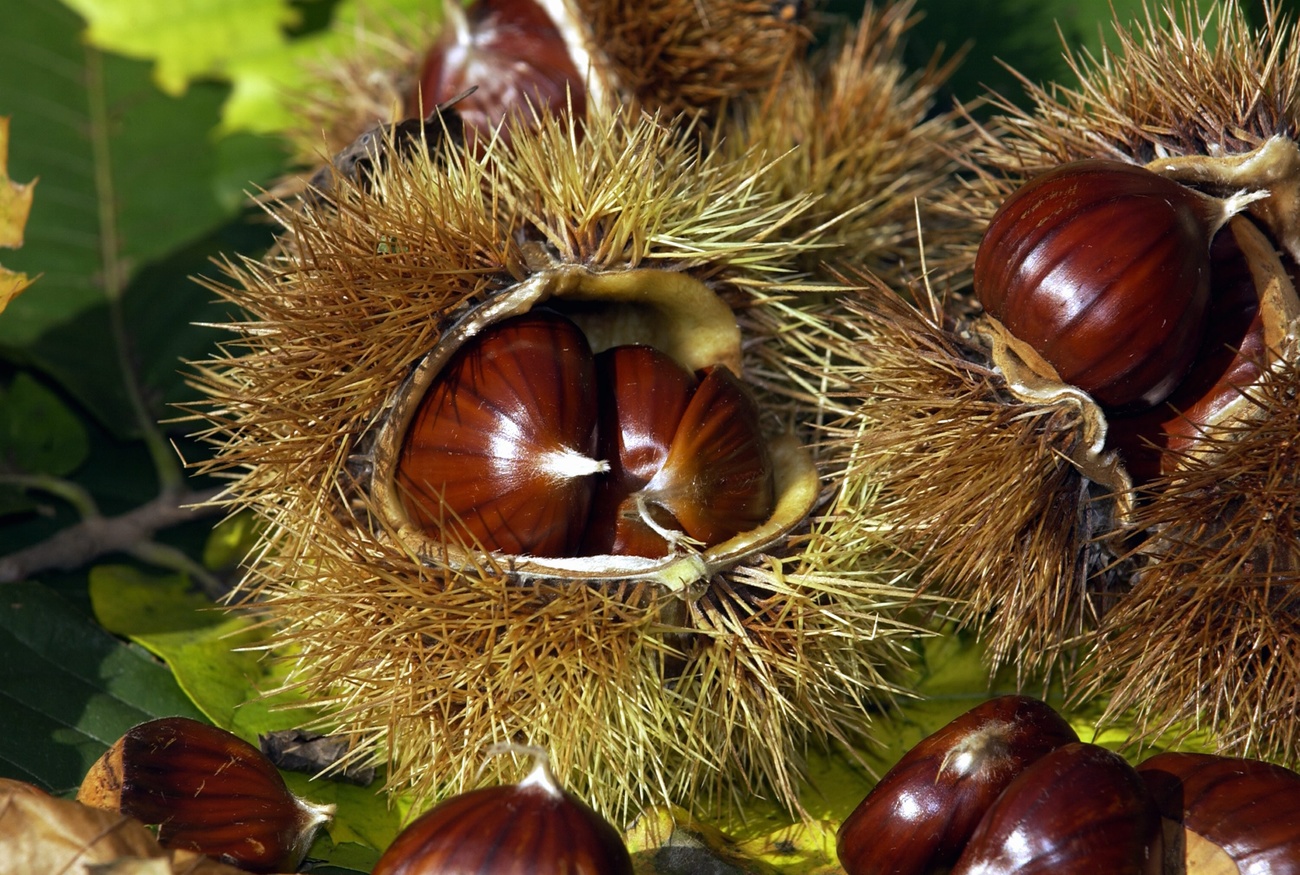 Castagne nel loro riccio.